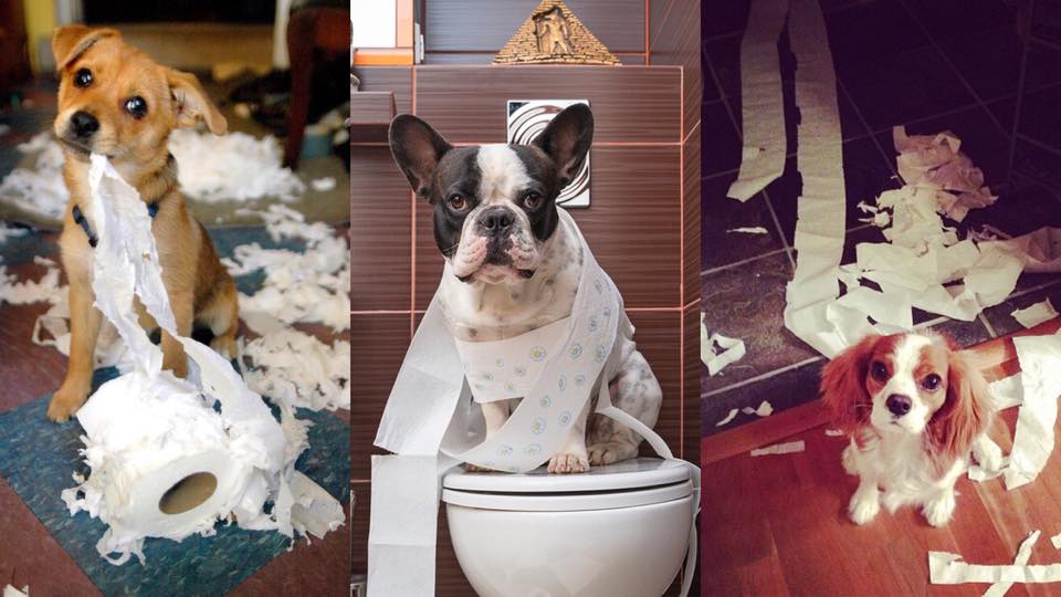 不要让狗吃到狗粮以外的东西,不要让狗吃乌梅