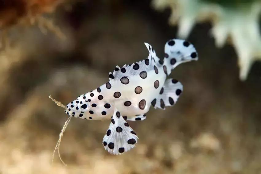 fot海水观赏鱼,fot鱼品种