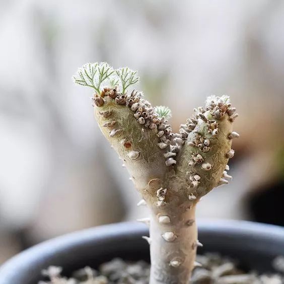 世界上最稀有最名贵的花,世界上最漂亮名贵的花