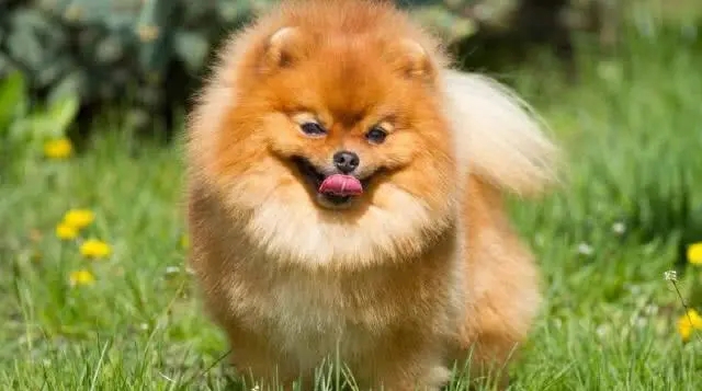 纯种博美犬和精品博美犬如何分辨,纯种博美犬的特征是什么