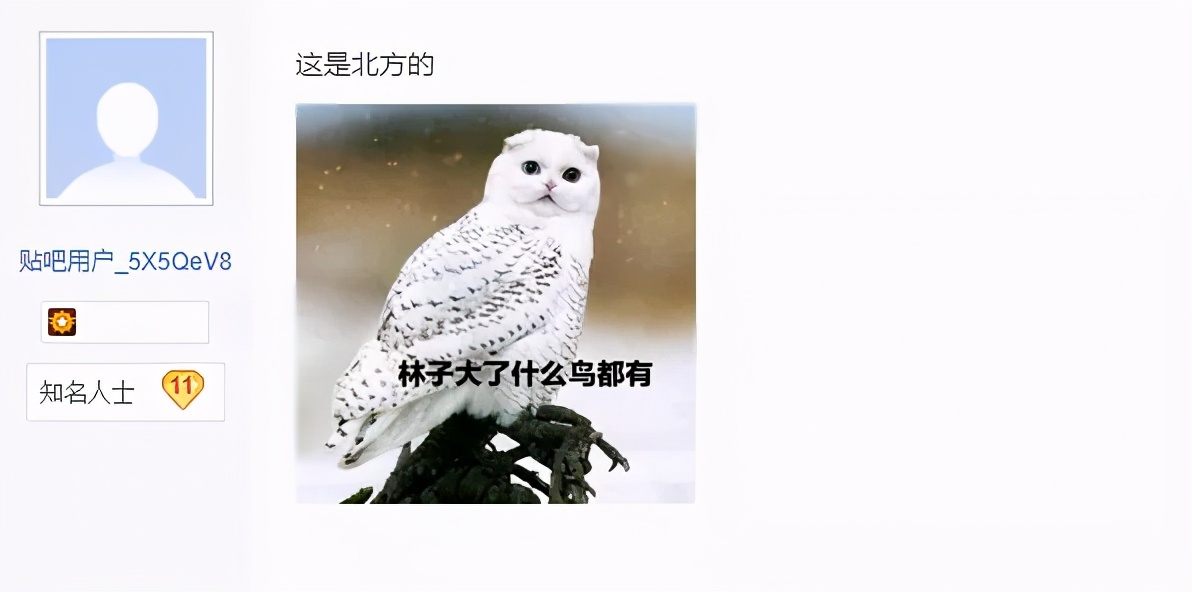 有多少南京人，获得过猫头鹰的祝福