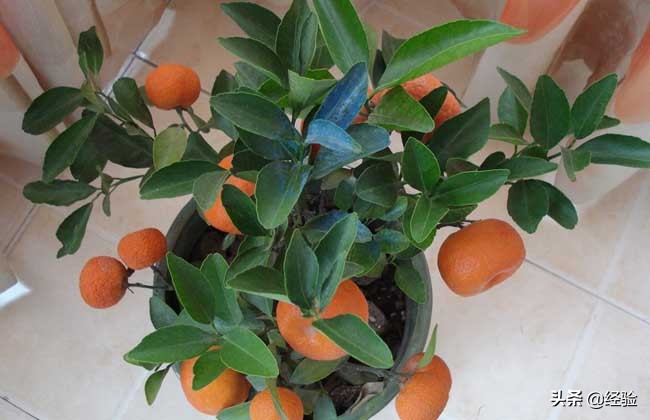 橘子树可以盆栽吗,橘子怎么人工授粉