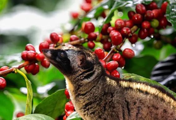 印尼猫屎咖啡官方旗舰店,印尼猫屎咖啡哪个牌子最正宗