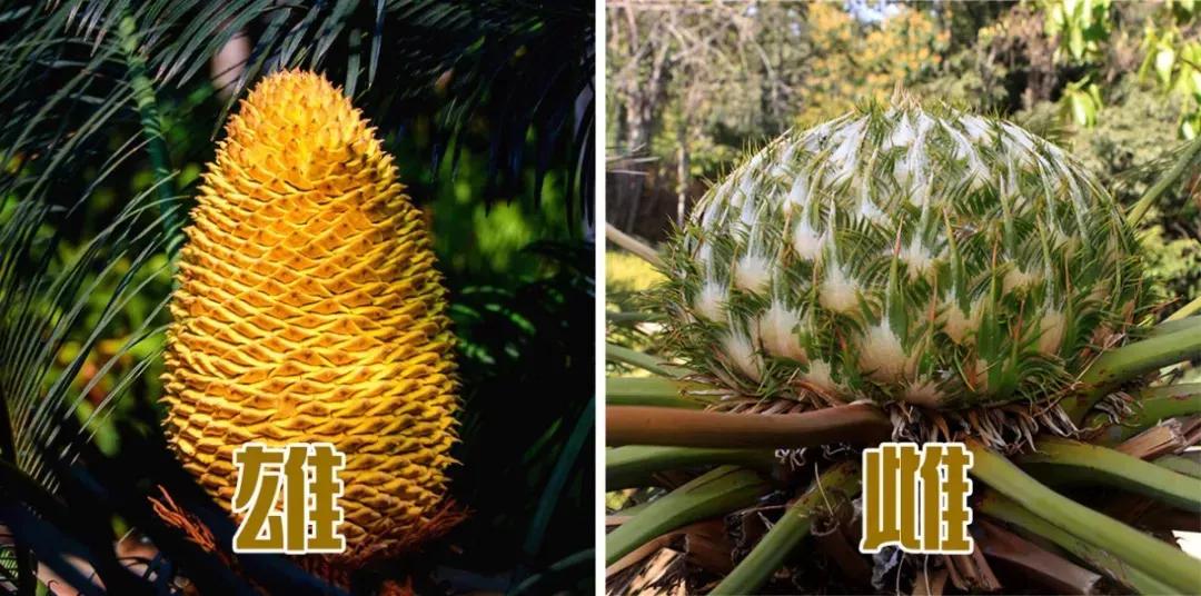 迎接COP15，保护生物多样性丨长江里有什么之“巴蜀之宝”苏铁