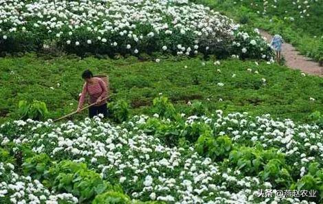最好看的花如何买如何种,只有根的花怎么种容易活