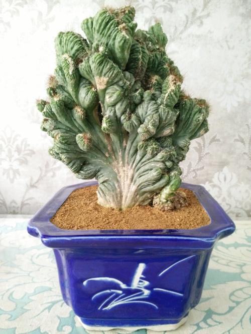 山影拳仙人山养护,山影拳培养方法