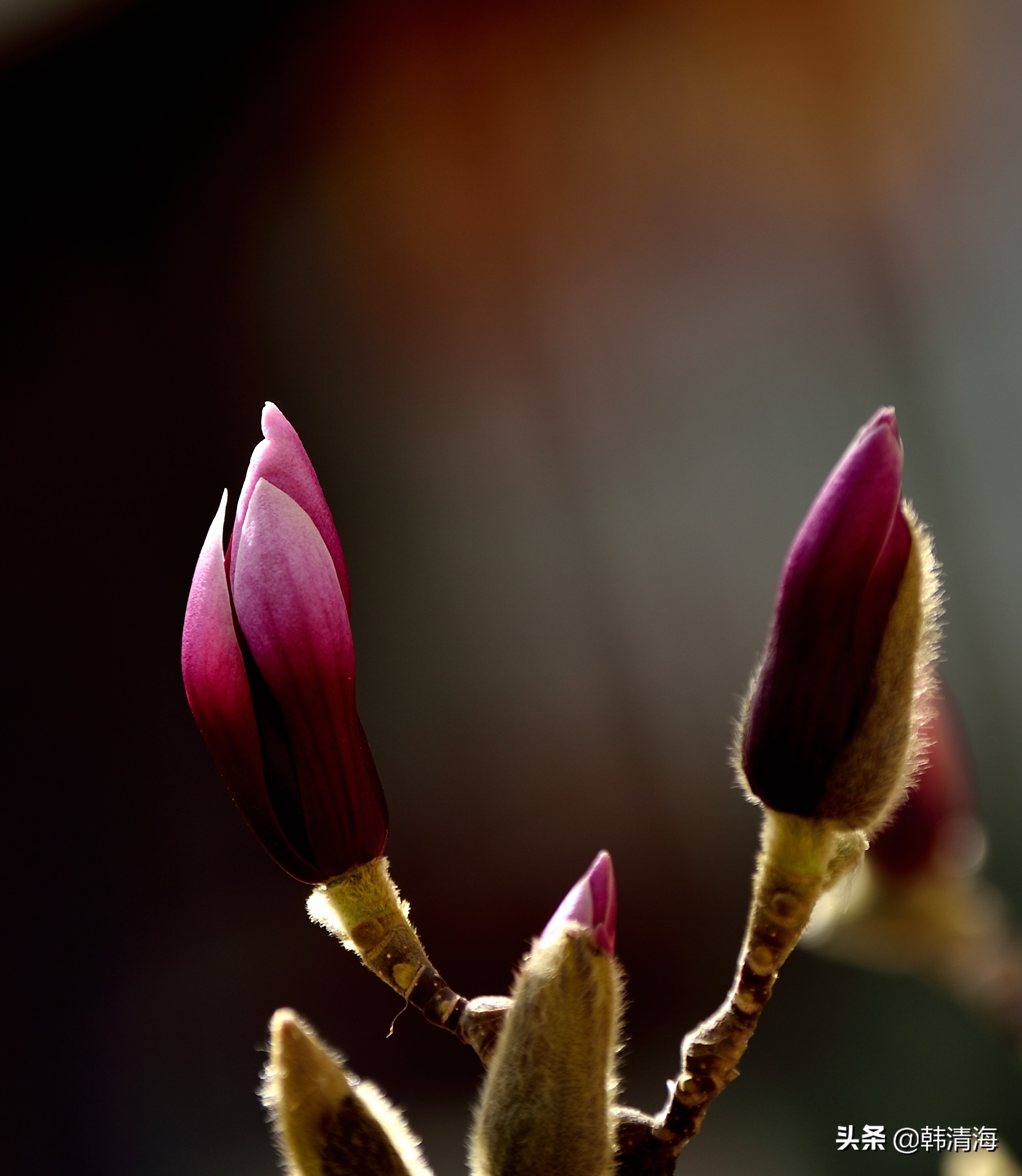 天津南开水畔花园洋房,天津南开区水畔花园