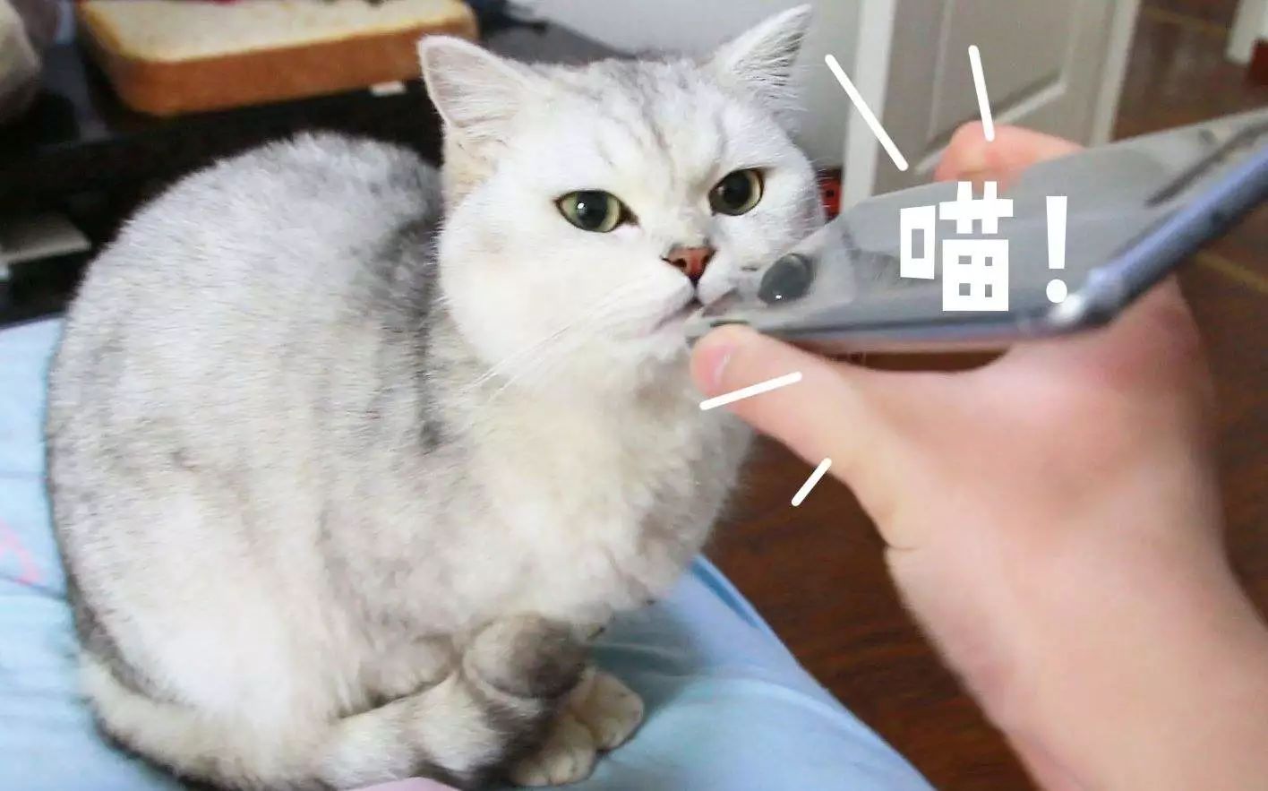 猫咪喵呜的叫是什么意思,猫咪喵的叫一声是什么意思