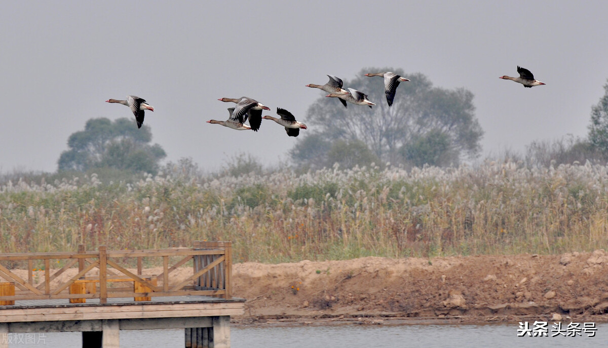 回顾东方白鹳迁徙路上的生存困境,东方白鹳在哪里栖息