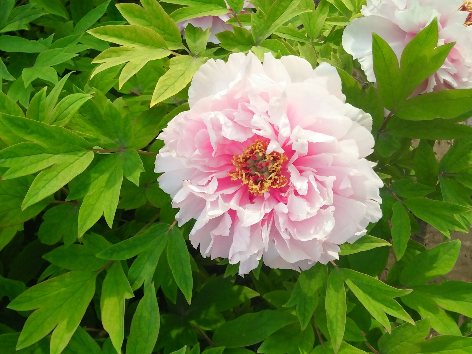 中国十大名花之花中之王牡丹,作为富贵象征的牡丹花