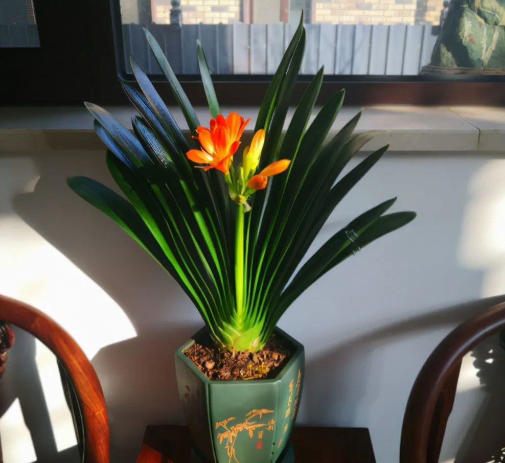 适合邻居养的十种花,养这7种花大人小孩都能养好