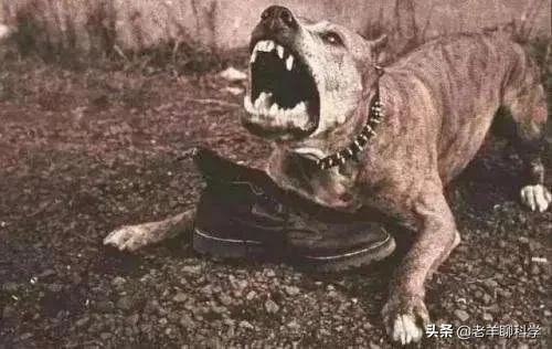 恶犬咬人被反杀集锦解气,恶犬咬人被一招制服