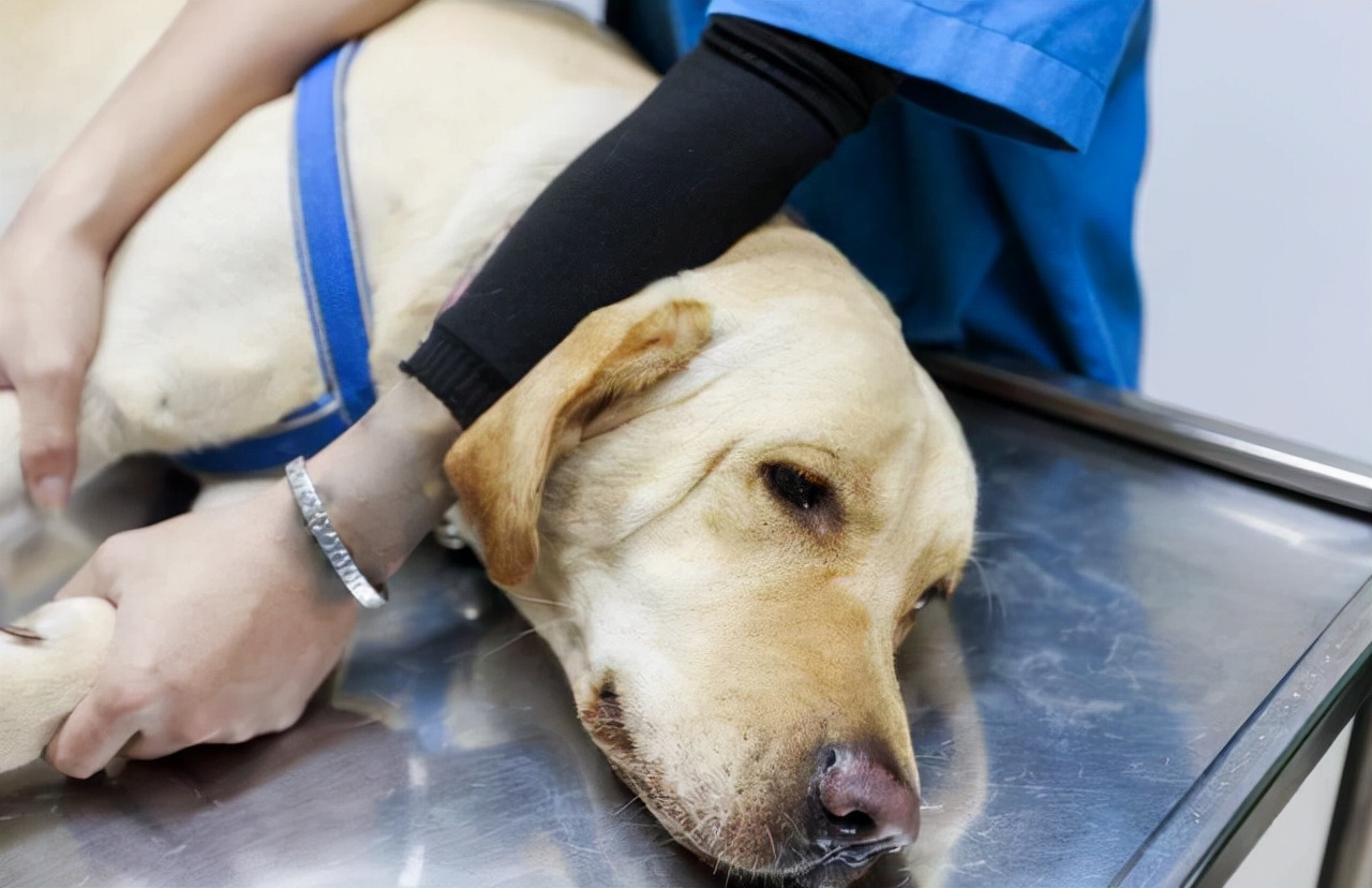 双血统的拉布拉多会有遗传病吗,拉布拉多得了遗传病怎么治疗