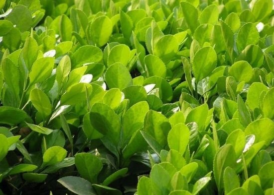 冬青黄叶落叶用什么杀菌剂,冬青出现黄叶用什么药