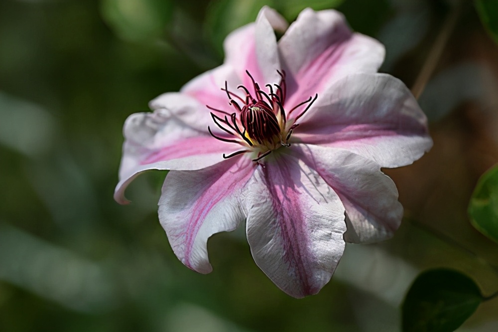 铁线莲叶子晒干了怎么办,铁线莲秋冬的枯叶需要剪掉吗