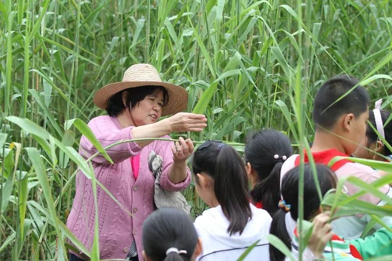 江阴粽子,江阴端午