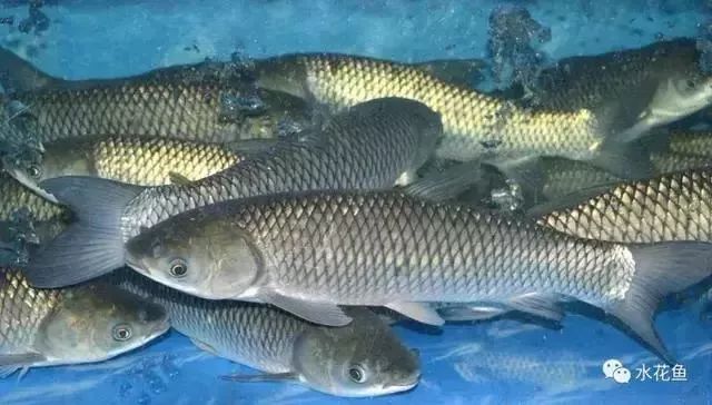 想要鱼养得好最重要的是经常换鱼,养鱼需要注意的常见病