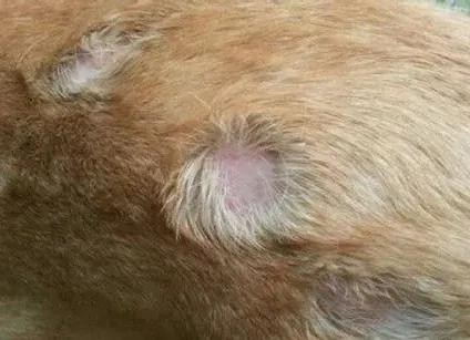 一觉醒来，家里的狗子秃顶了？！