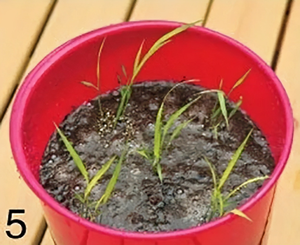 “大米熟了”，不是锅里煮的，而是阳台上栽的，一起来采摘吧