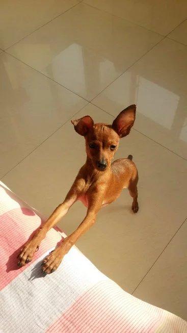 伸舌头的小鹿犬,爱洗澡的小鹿犬