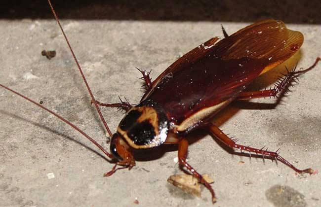 家里有蟑螂怎么把它消灭干净呢,家里有蟑螂怎么能快速消灭掉