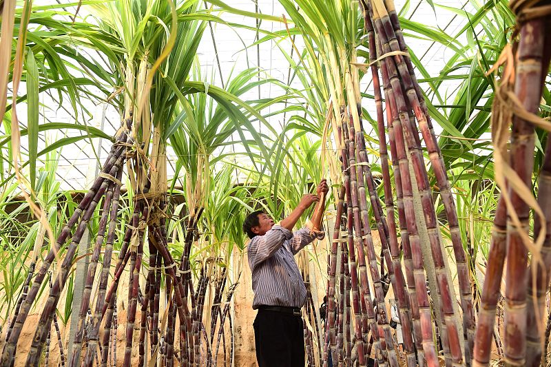 种植甘蔗关键指标,甘蔗种植下去以后注意事项