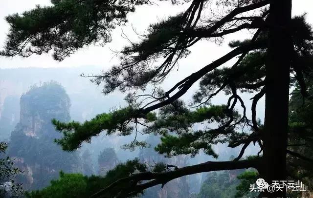 「微云山-知青故事50年」《云山松》(连载二)-文/王连方