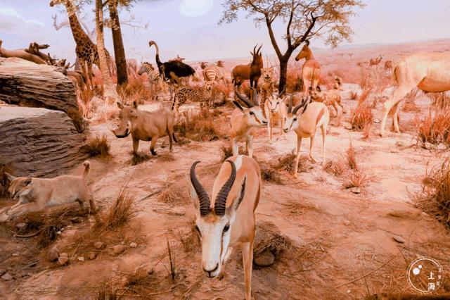 整个上海都是繁华的吗,上海一座美丽的魔都