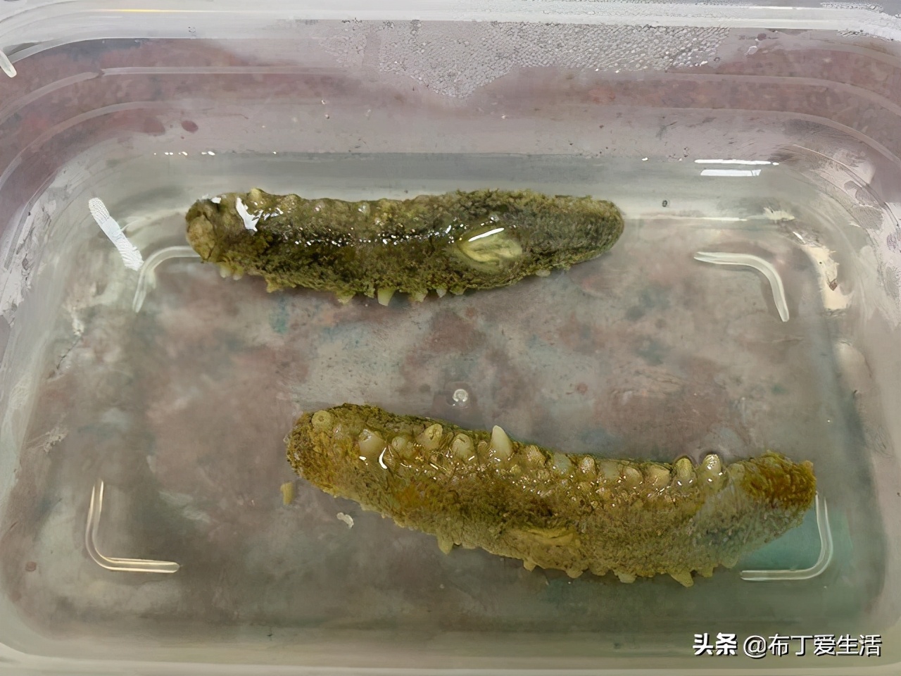 自己发海参的正确方法,海参的正确发制方法建议收藏