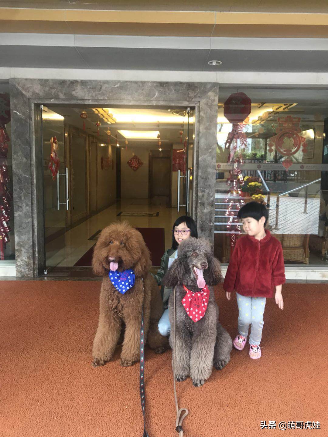 过年不忍心把宠物丢在家，霸气主人带着4只猫狗龟一起出门住酒店