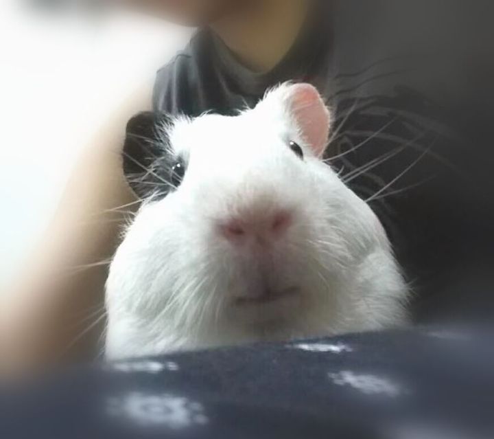 豚鼠长相呆萌可爱,可爱的小豚鼠