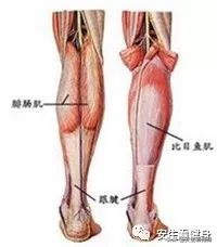 运动完按摩小腿可以防止腿变粗吗,运动完后防止小腿变粗怎么办