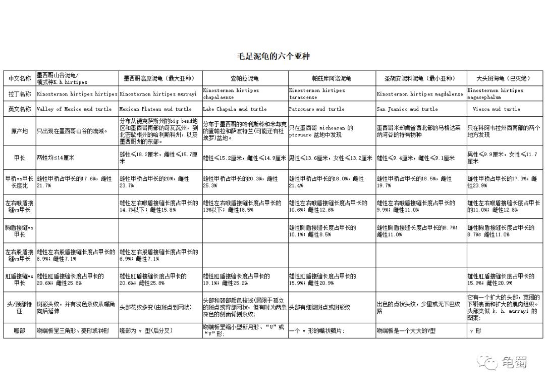 黄泽泥龟为什么冷门,泥龟冷门品种