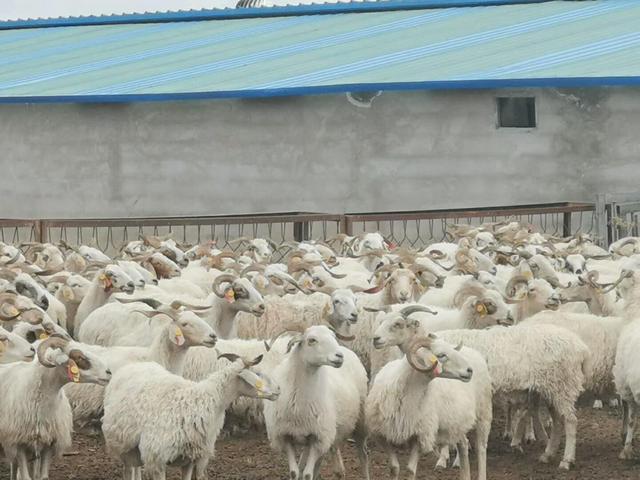 新生羔羊消化不良怎么治疗,小羔羊消化不良用什么药