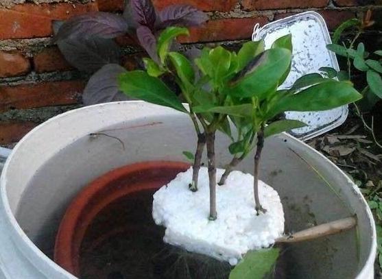 刚买回来的盆栽花怎么处理,市场买回的花要如何养