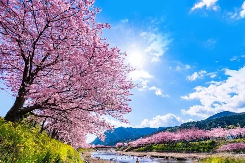 日本樱花又快开了吗 (日本樱花预计什么时候开)