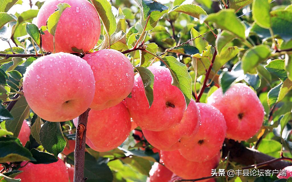 2021丰县苹果节在哪里举办,丰县苹果节最新消息