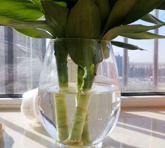 富贵竹叶子黄叶怎么养,富贵竹黄叶怎么养