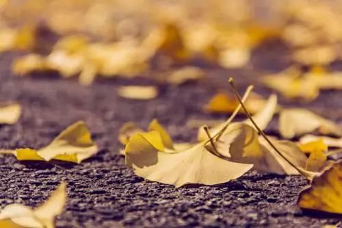 人的烦恼树也有!雪窦寺千年银杏夫妻树患上“脱发症”!专家会诊,CT、微创、整形全上了