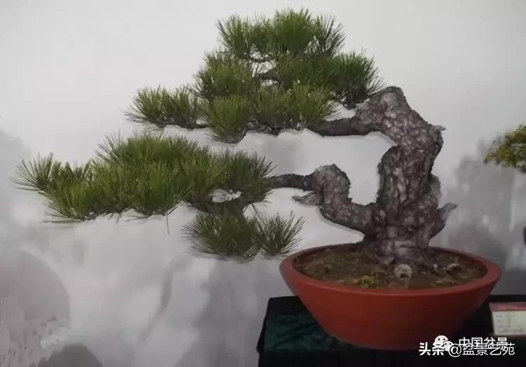 学盆景入门教程书,学习盆景制作视频