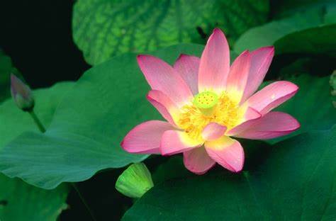 苏东坡青年的生活历程,苏东坡少为人知的成长史