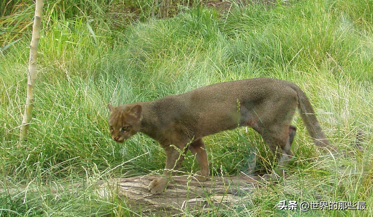 最强猫科动物巨型剑齿虎,最强大的猫科动物狮子