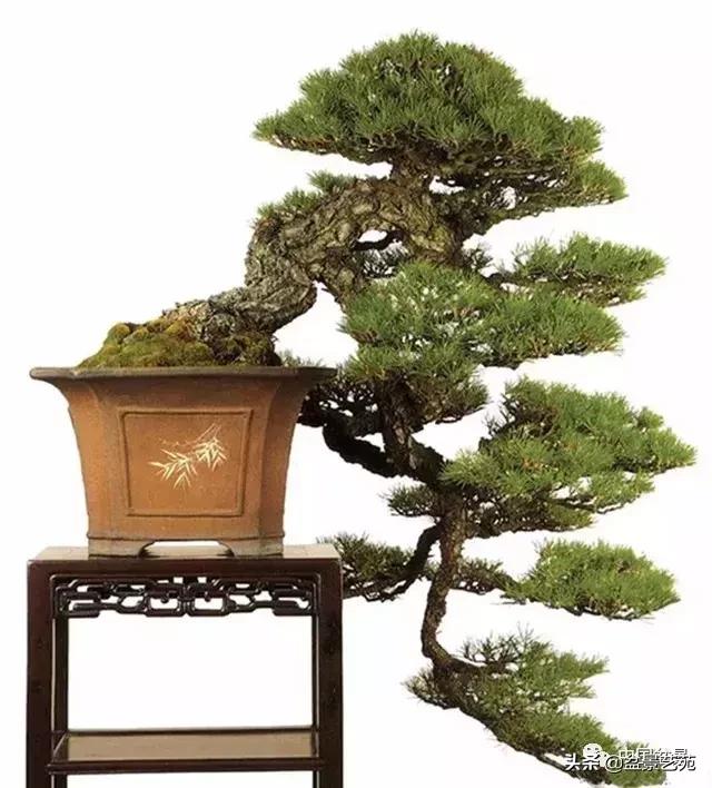 回旋飘枝盆景,带飘枝的室外盆景