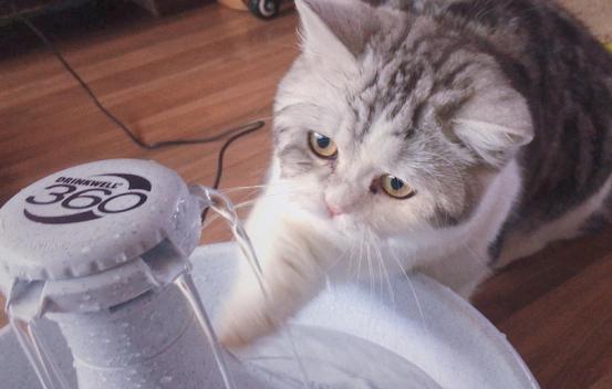 猫咪生病的各种药,猫咪生病物品消毒