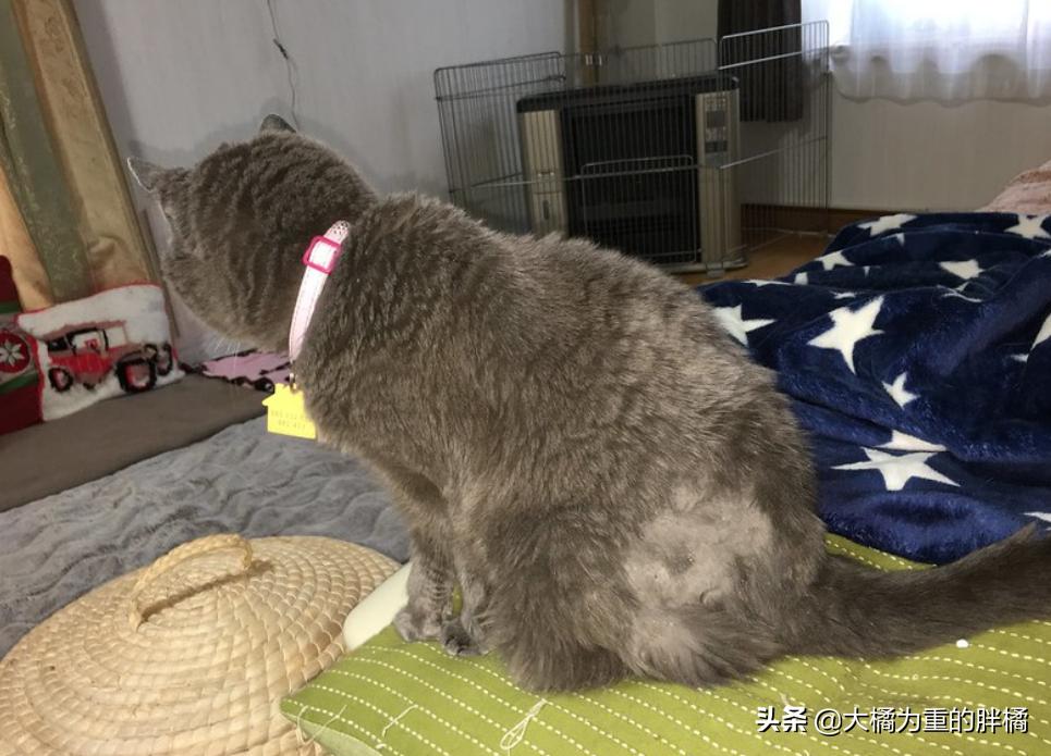 生气的小猫咪怎么哄,生气的猫怎么哄