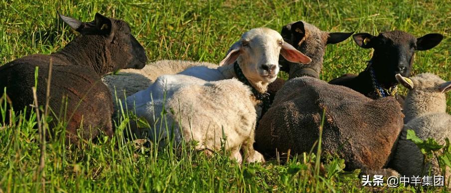 羊患有尿结石，这些方面要注意