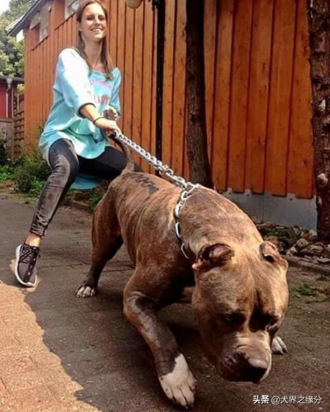 猛犬养殖靠谱吗,饲养猛犬注意事项