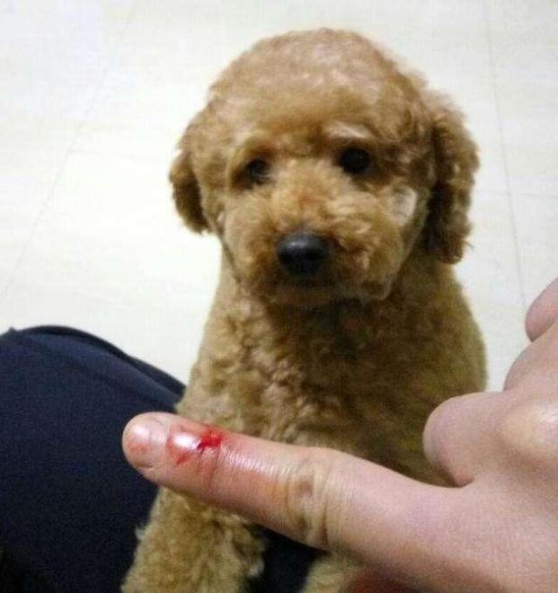 泰迪挑衅恶犬后果是什么,泰迪报复主人的5个表现