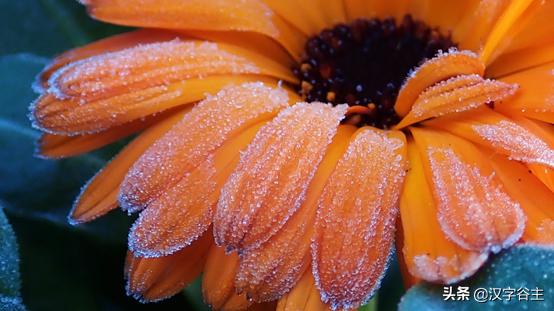 读“菊”，读出其自然本性与人文意象