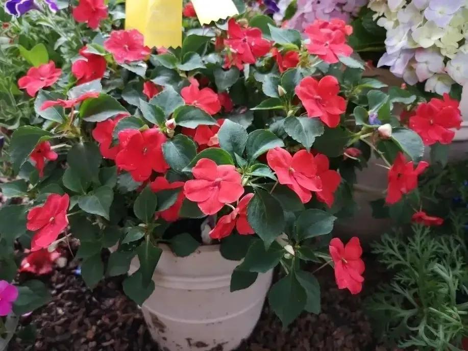 散文随笔植物,散文花